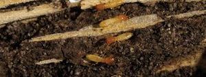 uploads/images/pest/sugarcane termites.jpg